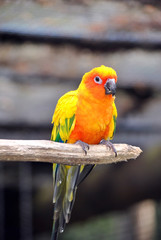 Sun Conure parrot