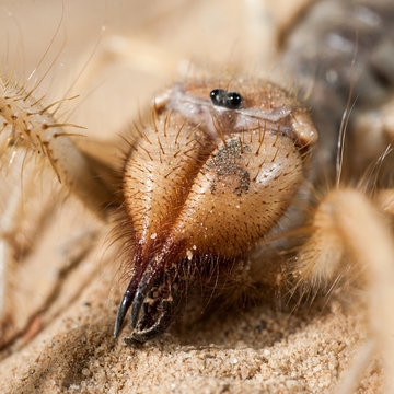 Close up of israelian wind scorpion's head