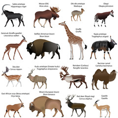 Collection of different species of even-toed ungulates animals