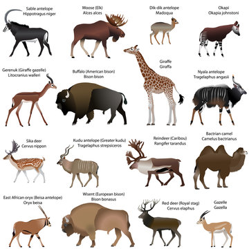 Collection of different species of even-toed ungulates animals