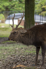 Sika deer in Nara park, Japan