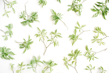 Fototapeta premium green branches pattern on white background. flat lay.