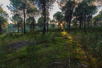 Landscape in the natural area of Granadilla. Extremadura. Spain.