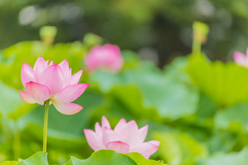 Fototapeta premium The Lotus Flower.Background is the lotus leaf and lotus flower and lotus bud and tree.