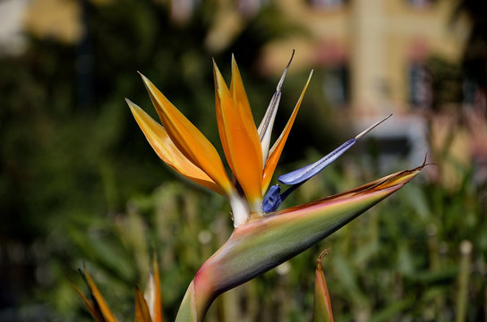ucello del paradiso