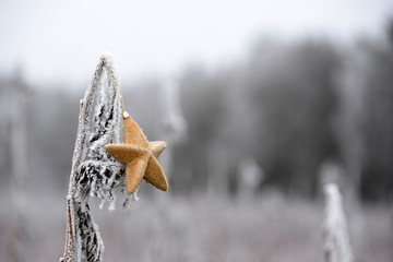 Sonnenstern, glitzernder Stern an einer verblüten, von Raureif bedeckten Sonnenblume