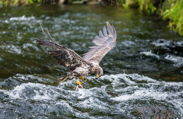 Eagle flying with prey in its claws. Alaska. Katmai National Park. USA. An excellent illustration.
