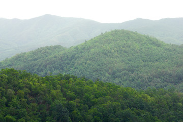Mountain with green forest landscape