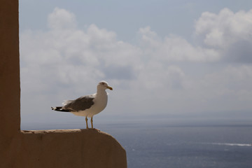 möwe auf der mauer in bonifacio, korsika, frankreich