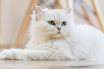 White Persian cats on the floor