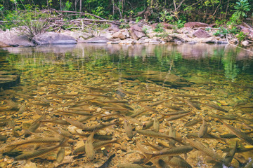 Naklejka premium Shoal of tropical fishes near the water surface, natural pond of Mu Koh Chang National Park, Chang island, Thailand. Path to the Khlong Phlu waterfall. Natural background. Soft Focus.