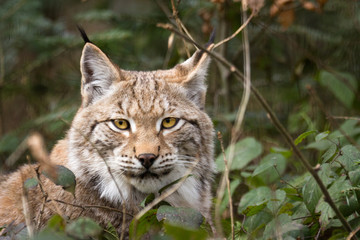 Naklejka na ściany i meble Lynx in the undergrowth.