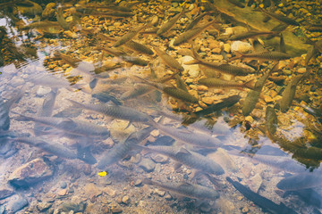 Shoal of tropical fishes near the water surface, natural pond of Mu Koh Chang National Park, Chang island, Thailand. Path to the Khlong Phlu waterfall. Natural background. Soft Focus.