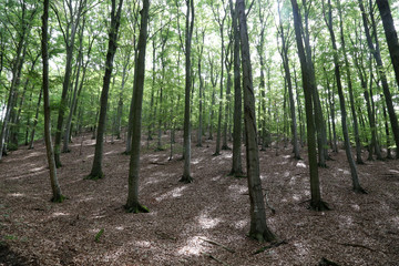 Buchenwald im Kellerwald, Deutschland