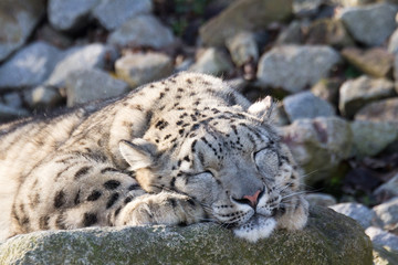 sleeping beauty