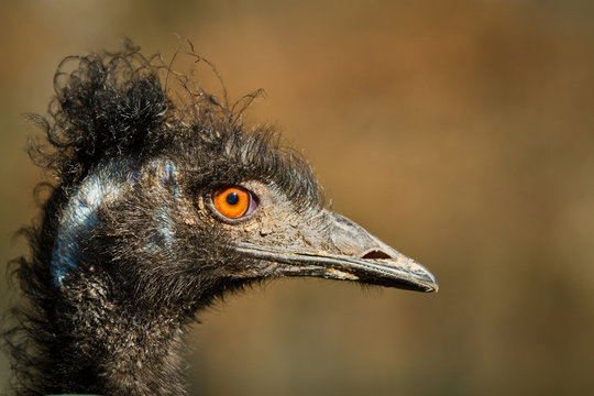 Head from an Emu