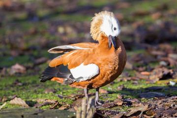 Ruddy shelduck in the winter