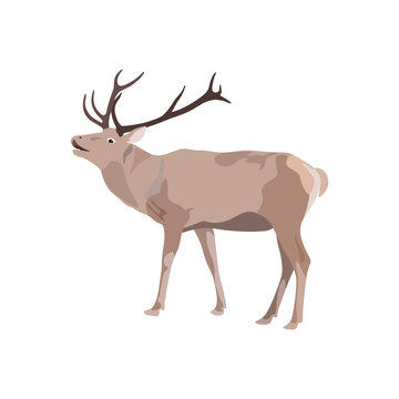 vector illustration of deer with antler on white background.