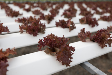 Hydroponic red lettuce farm