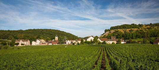 Fototapeta na wymiar Vignoble en Bourgogne
