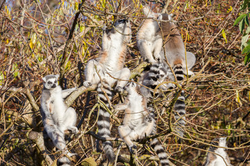 Ring-tailed lemur (Lemur catta), group in a tree