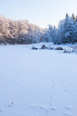 Fototapeta na wymiar Fox tracks in the snow on the field