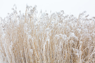 Reeds with frost in winter