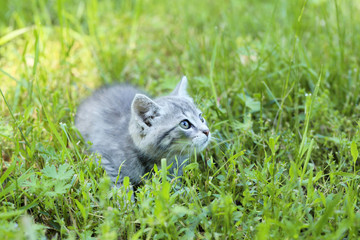 Naklejka na ściany i meble Beautiful little cat in green grass, outdoors