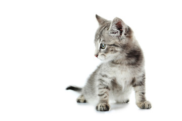 Fototapeta premium Beautiful cat isolated on white background