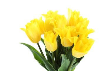 Obraz premium Yellow tulips isolated on a white background