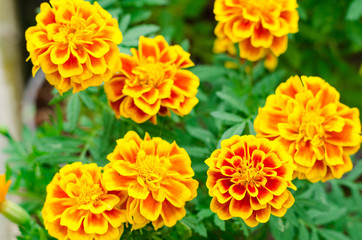 French marigolds flower in the garden
