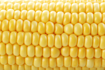 Sweet and ripe corn background
