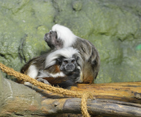 Family of Cotton top tamarin (Saguinus oedipus)