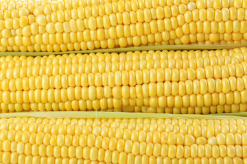 Sweet and ripe corns background
