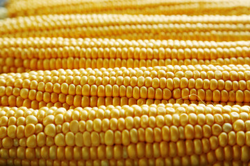 Sweet and ripe corns background