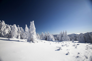 Fototapeta na wymiar Snow covered pine trees in the mountains