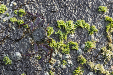 Obraz premium Detail of rocks on a coast. Texture of cliffs with a sea-shell c