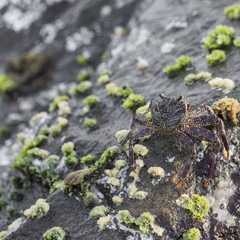 Detail of rocks on a coast. Texture of cliffs with a sea-shell c