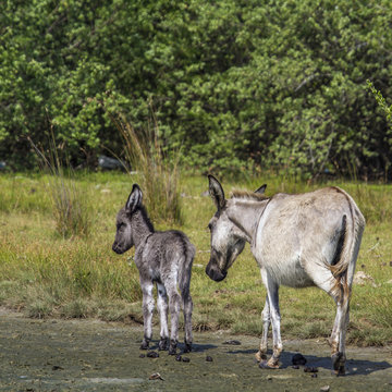 Mannar donkey in Kalpitiya, Sri Lanka