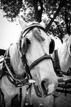 horse