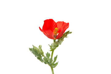 Obraz premium poppy flowers