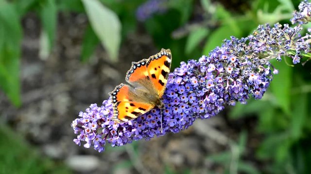colorful butterfly pollinates the purple flower in the countryside 