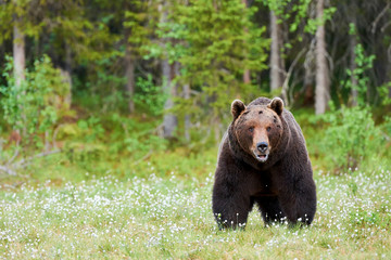 Fototapeta na wymiar Big brown bear looking around