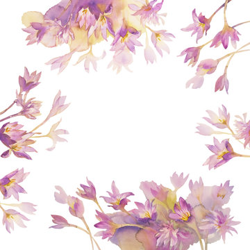colchicum watercolor isolated