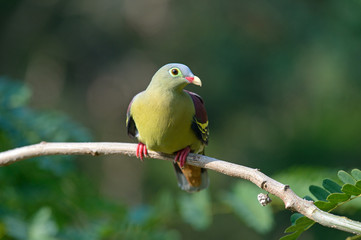 Thick-billed Green Pigeon