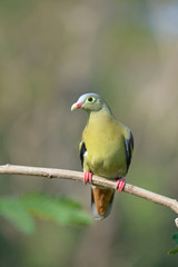 Fototapeta na wymiar Thick-billed Green Pigeon