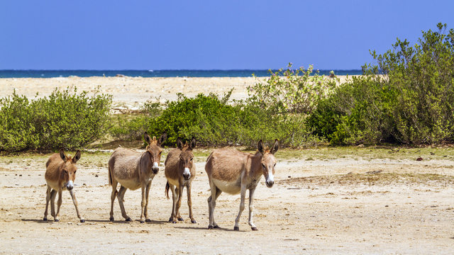Mannar donkey in Kalpitiya, Sri Lanka