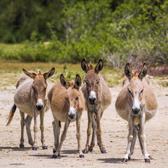 Mannar donkey in Kalpitiya, Sri Lanka