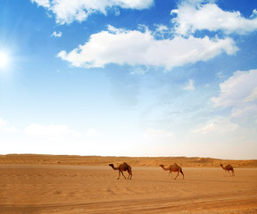 Fototapeta na wymiar Camels at Wahiba desert, Oman
