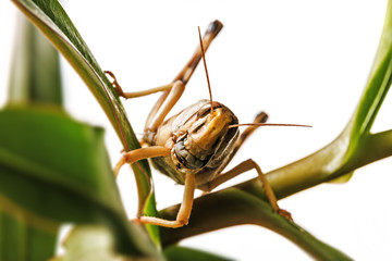 Schistocerca gregaria - the desert locust - food insects